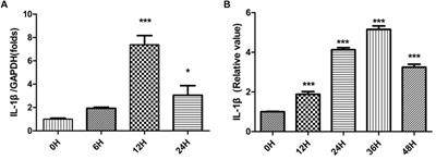 Interleukin-1β Promotes Schwann Cells De-Differentiation in Wallerian Degeneration via the c-JUN/AP-1 Pathway